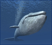 http://www.aqualover.ru/wp-content/uploads/2015/05/goluboy-kit.jpg